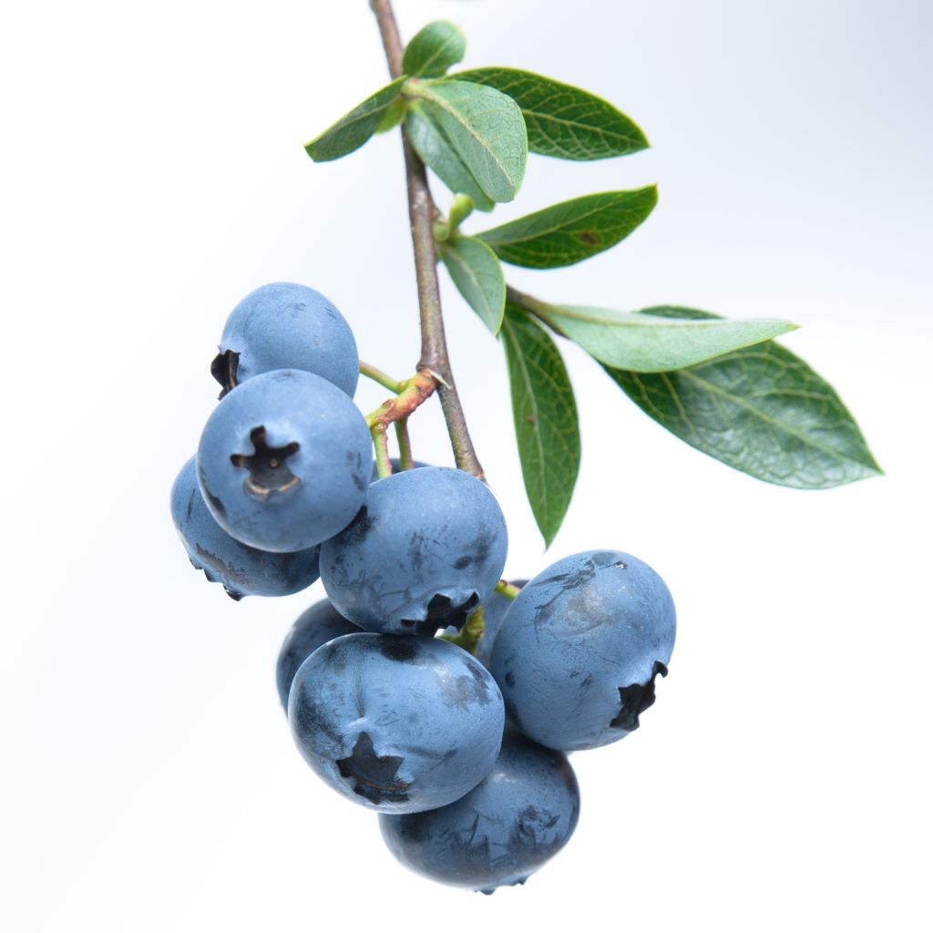 5 Easy Home Remedies for UTI